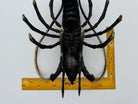 Buy Western Rock Lobster, Bronze Handmade: Gold by Bronze Betty - at Hamish + Grace